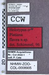 Etiketten zu Platiana flavea (NHMW-ZOO-COL-0008905)